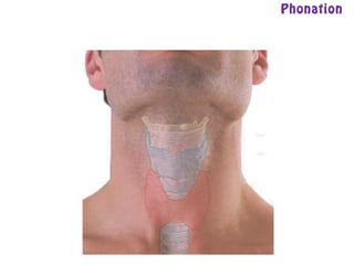 Phonation
 