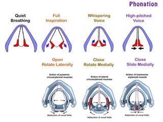 Phonation
Quiet
Breathing
Full
Inspiration
Whispering
Voice
High-pitched
Voice
Open
Rotate Laterally
Close
Rotate Medially
Close
Slide Medially
 