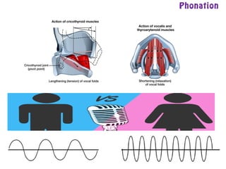 Phonation
 