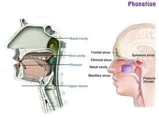 Phonation
Nasal cavity
Oral cavity
Upper larynx
Pharynx
 