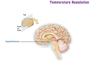 Temperature Regulation
Hypothalamus
 