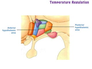 Temperature Regulation
Posterior
hypothalamic
area
Anterior
hypothalamic
area
 