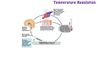 Temperature Regulation
 