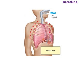 Breathing
 