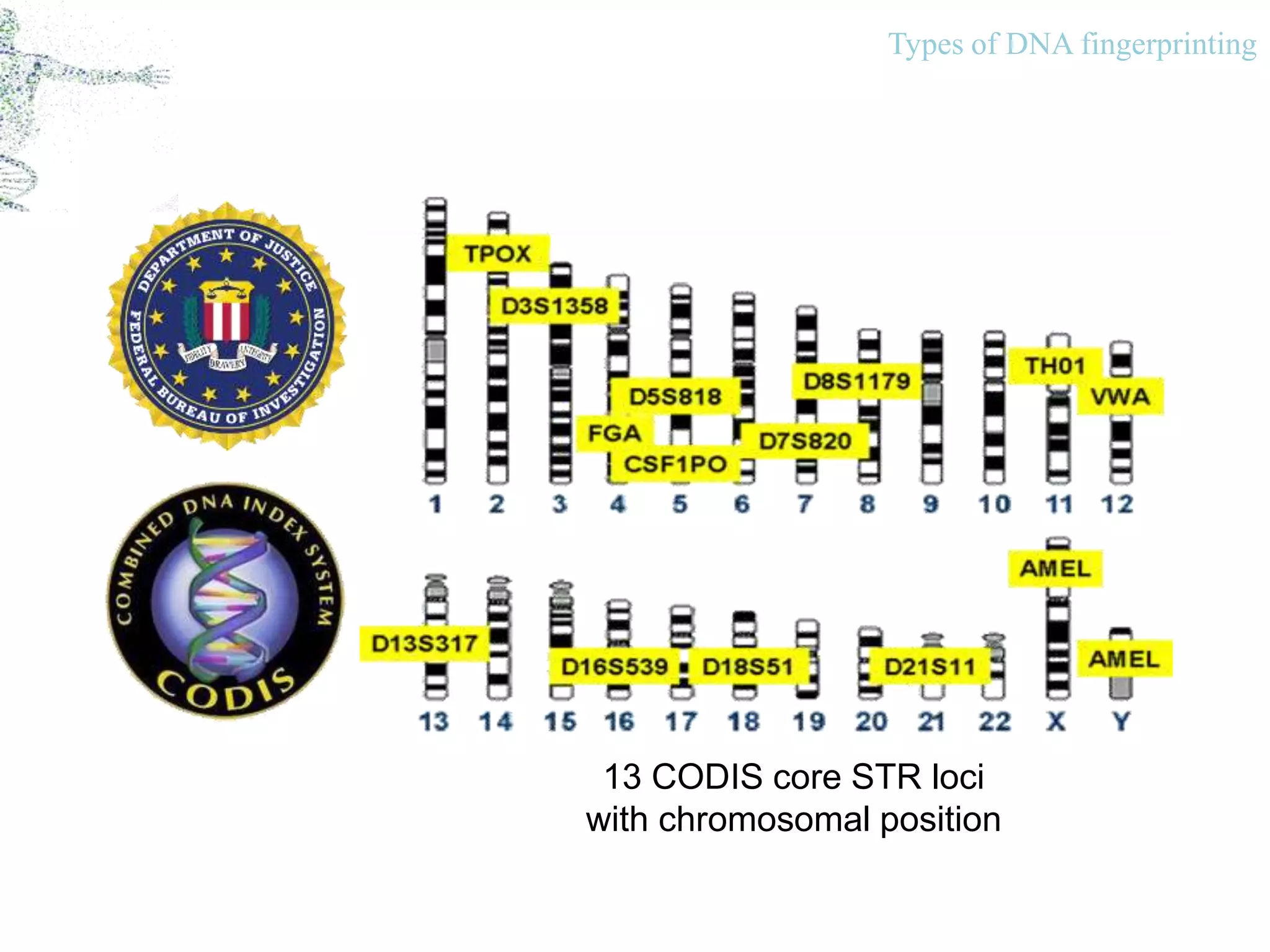 DNA Fingerprinting | PPTX