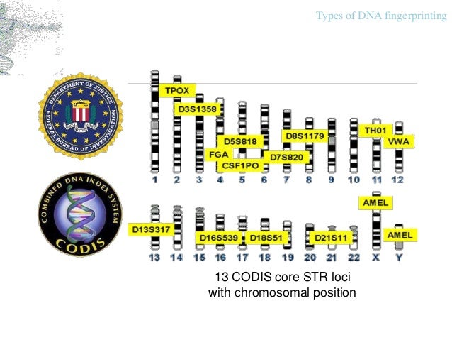 dna fingerprinting dna fingerprinting