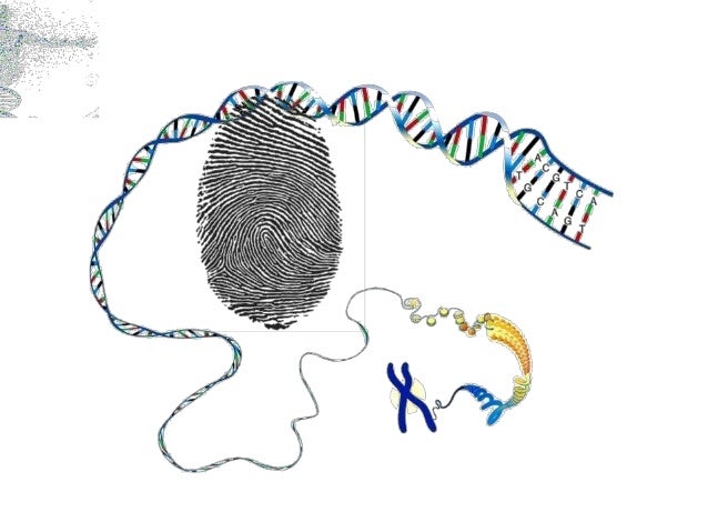 a description of dna fingerprinting also referred to as dna profiling and dna typing • a minisatellites (also referred as vntr) is a section of dna that consists of a short series of bases 10–60 base pairs • their analysis is useful in genetics and biology research, forensics, and dna fingerprinting. a description of dna fingerprinting also referred to as dna profiling and dna typing • a minisatellites (also referred as vntr) is a section of dna that consists of a short series of bases 10–60 base pairs • their analysis is useful in genetics and biology research, forensics, and dna fingerprinting.