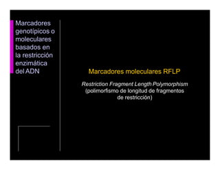Marcadores
genotípicos o
moleculares
basados en
la restricción
enzimática
del ADN Marcadores moleculares RFLP
Restriction Fragment Length Polymorphism
(polimorfismo de longitud de fragmentos
de restricción)
 