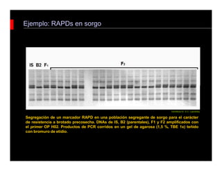 Ejemplo: RAPDs en sorgo
Segregación de un marcador RAPD en una población segregante de sorgo para el carácter
de resistencia a brotado precosecha. DNAs de IS, B2 (parentales), F1 y F2 amplificados con
el primer OP H02. Productos de PCR corridos en un gel de agarosa (1,5 %, TBE 1x) teñido
con bromuro de etidio.
Gentileza Dr. D.C. Lijavetzky
 
