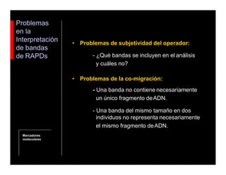 Problemas
en la
Interpretación
de bandas
de RAPDs
• Problemas de subjetividad del operador:
- ¿Qué bandas se incluyen en el análisis
y cuáles no?
• Problemas de la co-migración:
- Una banda no contiene necesariamente
un único fragmento deADN.
- Una banda del mismo tamaño en dos
individuos no representa necesariamente
el mismo fragmento deADN.
Marcadores
moleculares
 