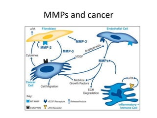 matrix metallo proteases (MMPs) | PPTX