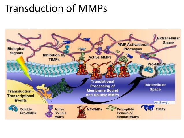 test blood mmp 6 metallo matrix (MMPs) proteases test blood mmp 6 metallo matrix (MMPs) proteases
