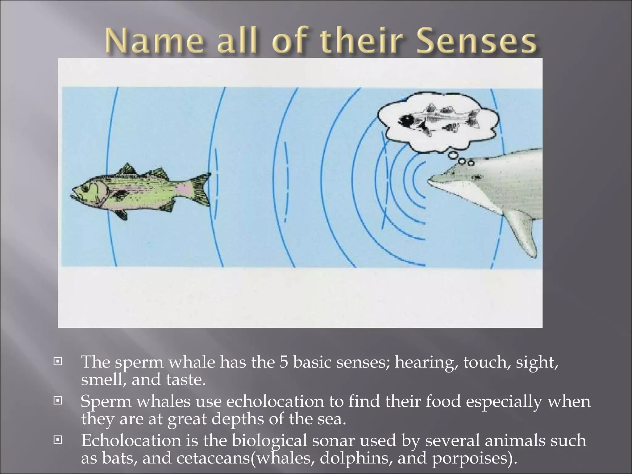 The sperm whale has the 5 basic senses; hearing, touch, sight, smell, and taste. Sperm whales use echolocation to find their food especially when they are at great depths of the sea. Echolocation is the biological sonar used by several animals such as bats, and cetaceans(whales, dolphins, and porpoises). 