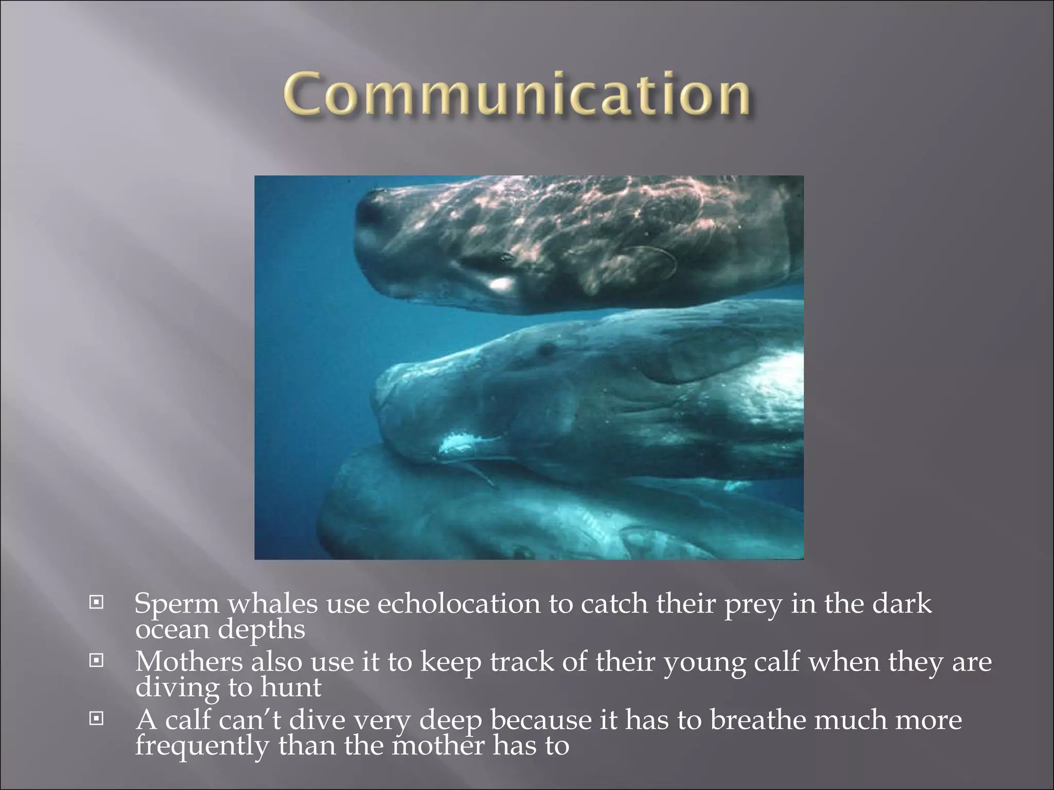 Sperm whales use echolocation to catch their prey in the dark ocean depths Mothers also use it to keep track of their young calf when they are diving to hunt A calf can’t dive very deep because it has to breathe much more frequently than the mother has to 