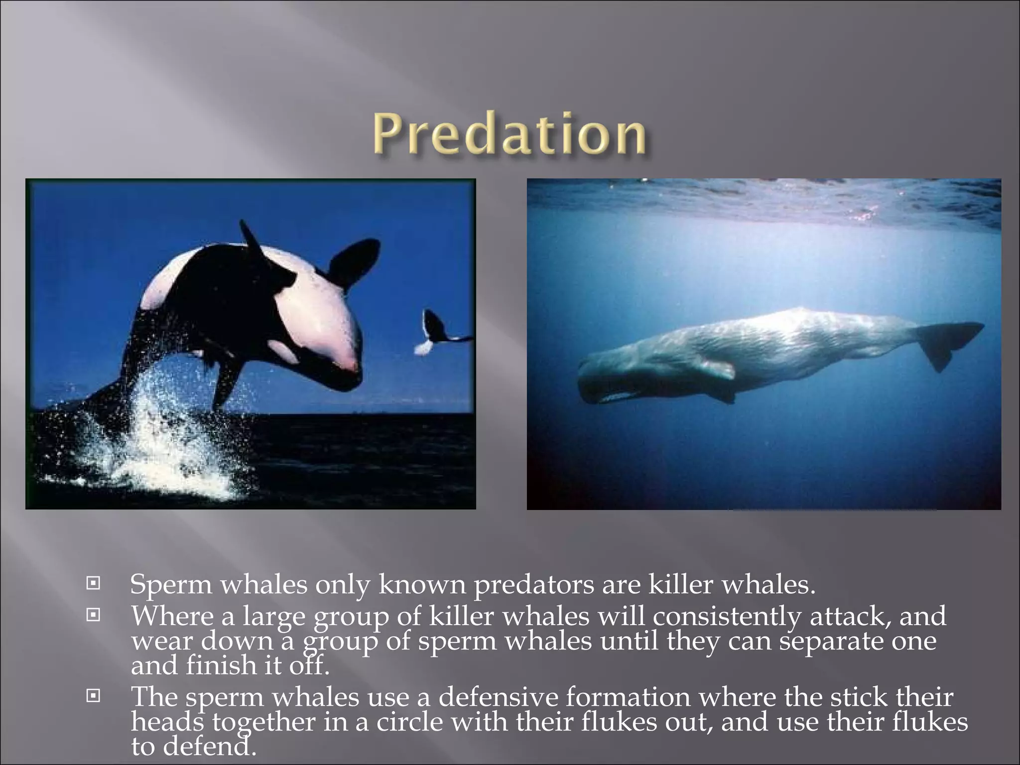 Sperm whales only known predators are killer whales.  Where a large group of killer whales will consistently attack, and wear down a group of sperm whales until they can separate one and finish it off. The sperm whales use a defensive formation where the stick their heads together in a circle with their flukes out, and use their flukes to defend. 