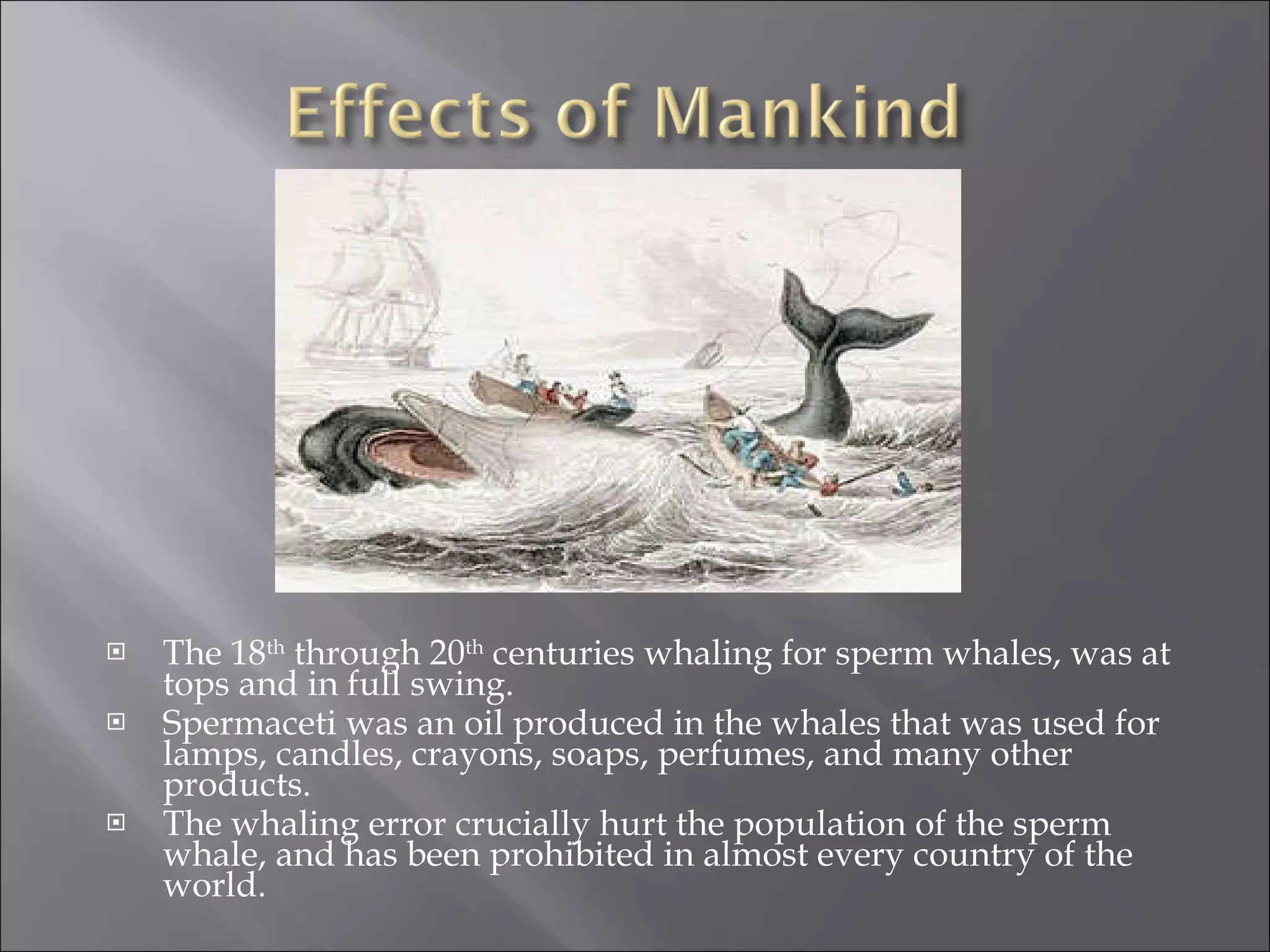 The 18 th  through 20 th  centuries whaling for sperm whales, was at tops and in full swing. Spermaceti was an oil produced in the whales that was used for lamps, candles, crayons, soaps, perfumes, and many other products. The whaling error crucially hurt the population of the sperm whale, and has been prohibited in almost every country of the world. 