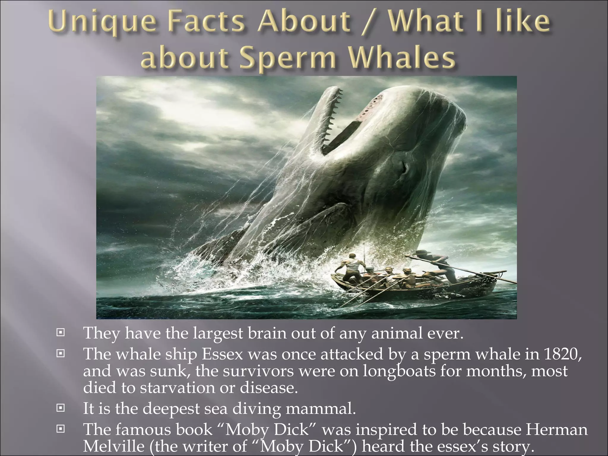 They have the largest brain out of any animal ever. The whale ship Essex was once attacked by a sperm whale in 1820, and was sunk, the survivors were on longboats for months, most died to starvation or disease. It is the deepest sea diving mammal. The famous book “Moby Dick” was inspired to be because Herman Melville (the writer of “Moby Dick”) heard the essex’s story. 