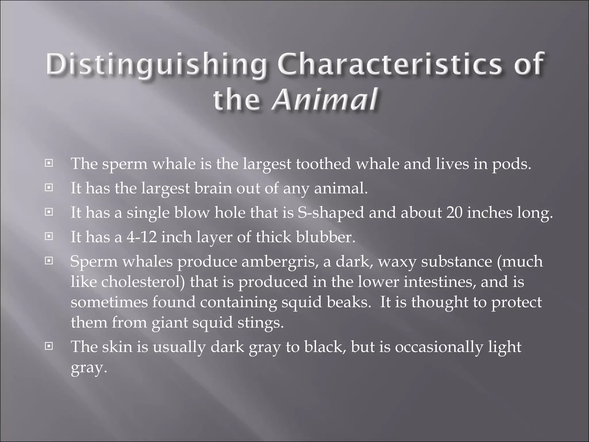 The sperm whale is the largest toothed whale and lives in pods.  It has the largest brain out of any animal. It has a single blow hole that is S-shaped and about 20 inches long. It has a 4-12 inch layer of thick blubber. Sperm whales produce ambergris, a dark, waxy substance (much like cholesterol) that is produced in the lower intestines, and is sometimes found containing squid beaks.  It is thought to protect them from giant squid stings. The skin is usually dark gray to black, but is occasionally light gray.  