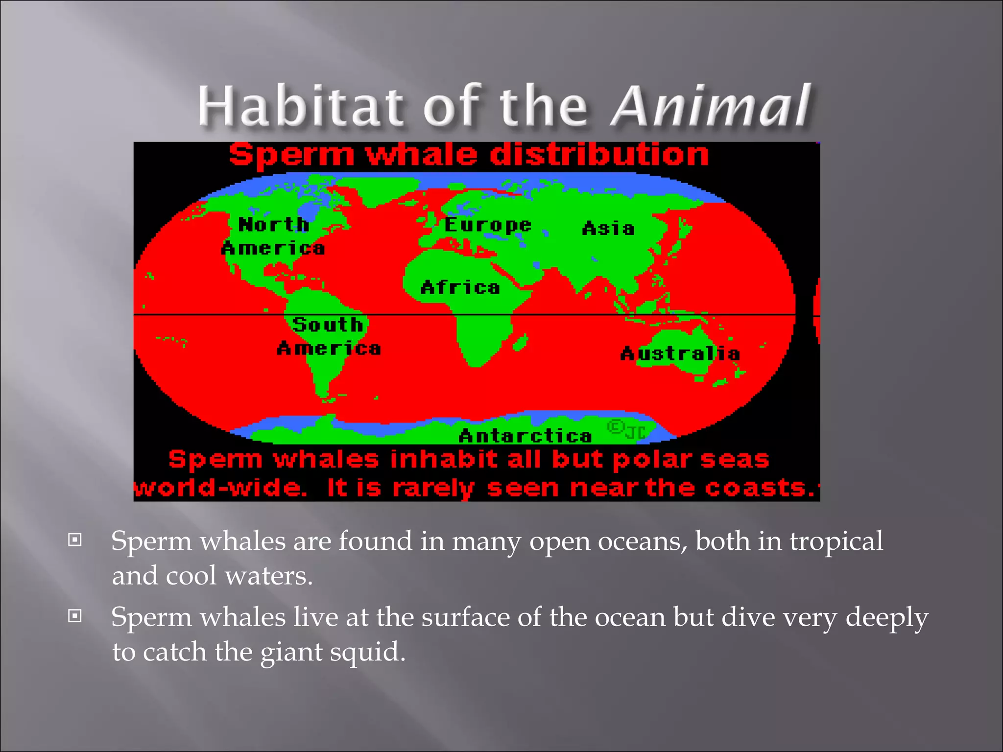 Sperm whales are found in many open oceans, both in tropical and cool waters.  Sperm whales live at the surface of the ocean but dive very deeply to catch the giant squid.  