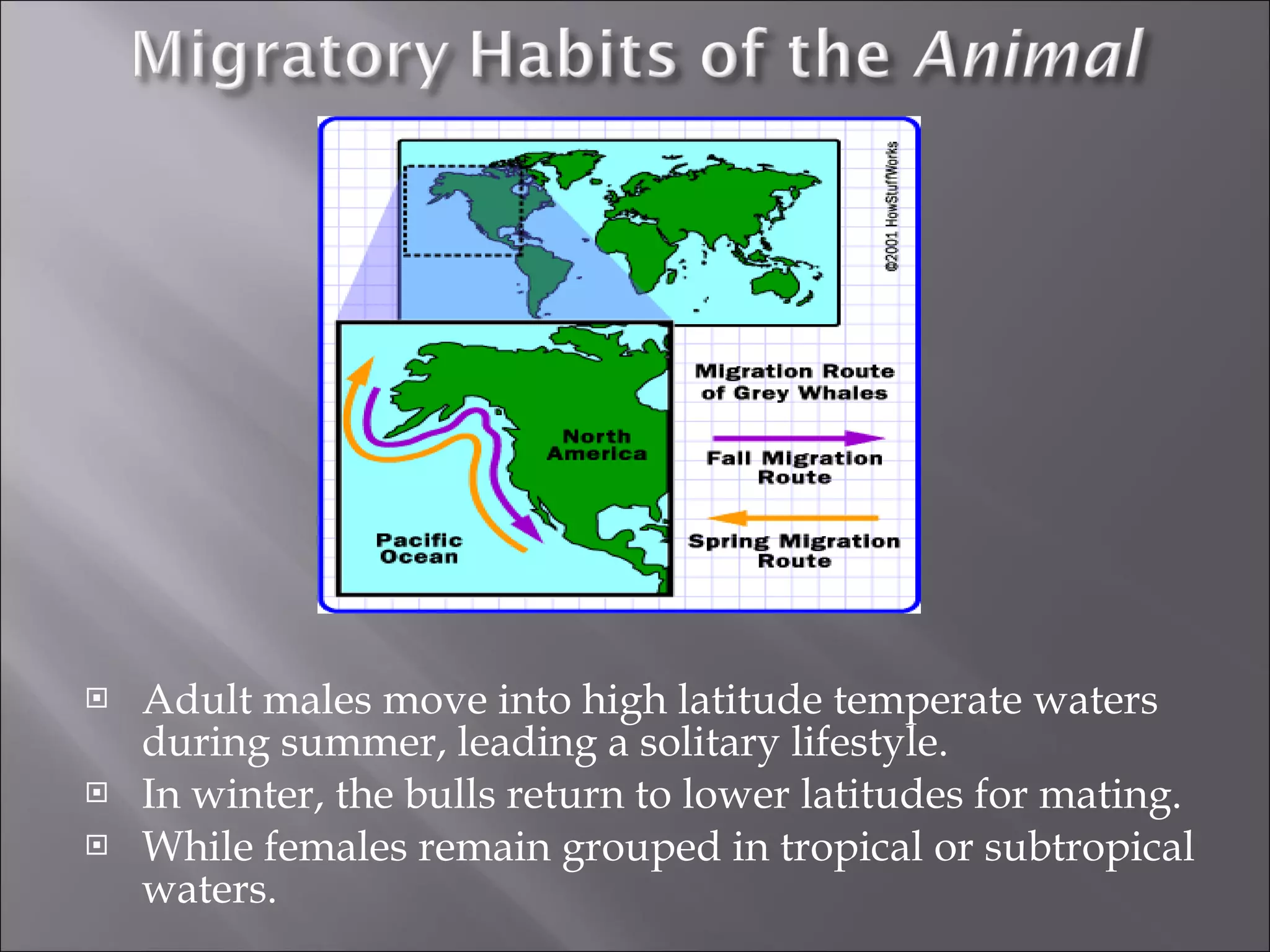 Adult males move into high latitude temperate waters during summer, leading a solitary lifestyle. In winter, the bulls return to lower latitudes for mating.  While females remain grouped in tropical or subtropical waters.  