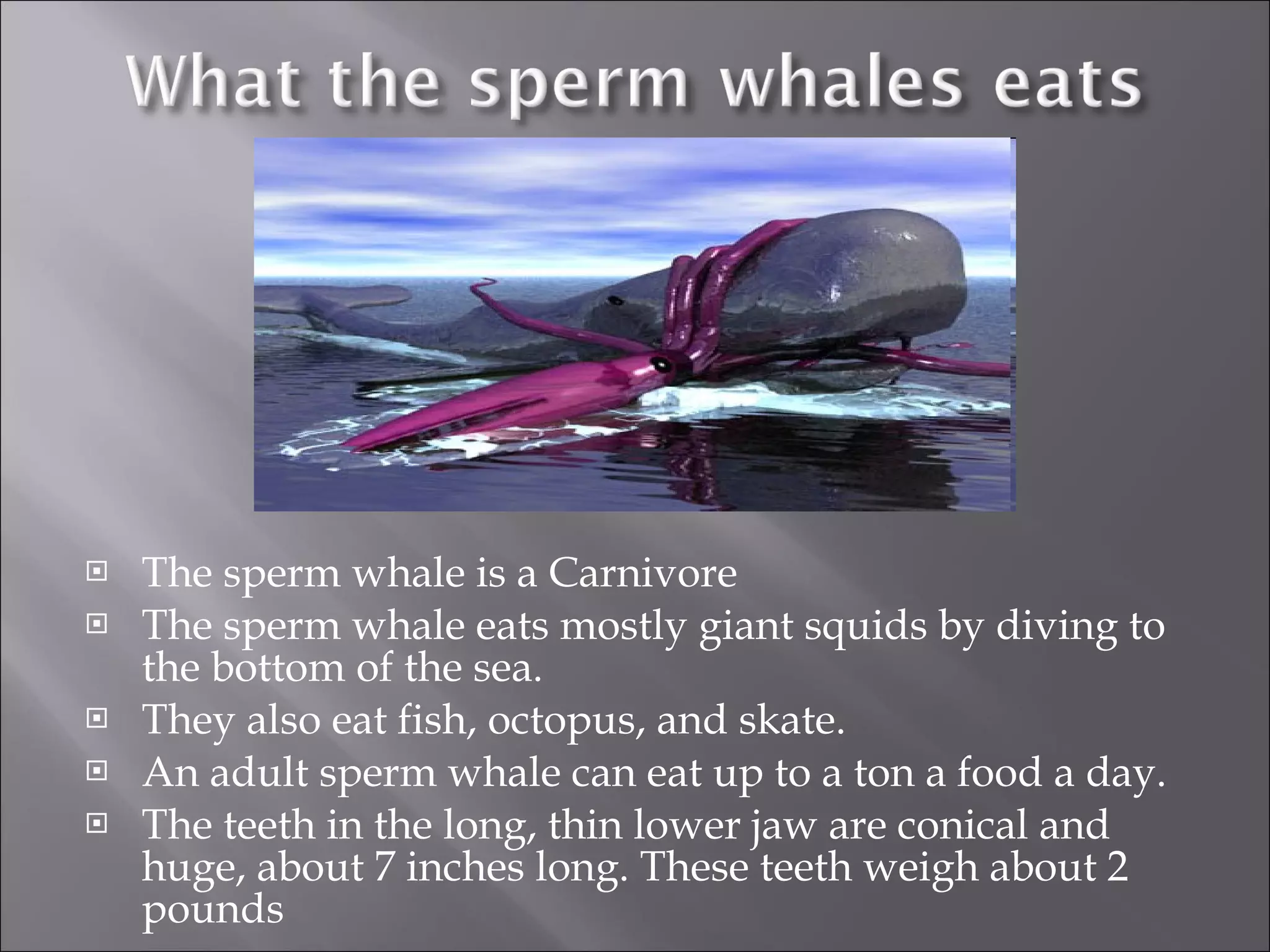The sperm whale is a Carnivore The sperm whale eats mostly giant squids by diving to the bottom of the sea. They also eat fish, octopus, and skate. An adult sperm whale can eat up to a ton a food a day. The teeth in the long, thin lower jaw are conical and huge, about 7 inches long. These teeth weigh about 2 pounds  