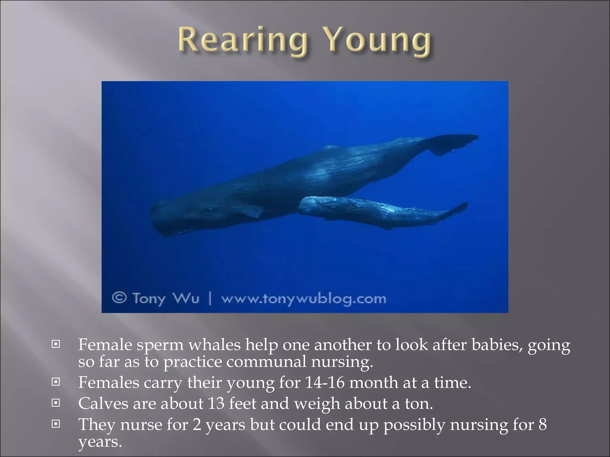 Female sperm whales help one another to look after babies, going so far as to practice communal nursing. Females carry their young for 14-16 month at a time. Calves are about 13 feet and weigh about a ton. They nurse for 2 years but could end up possibly nursing for 8 years.  