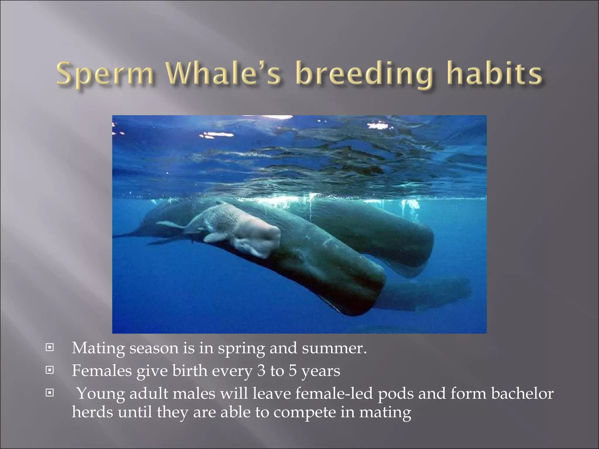 Mating season is in spring and summer. Females give birth every 3 to 5 years   Young adult males will leave female-led pods and form bachelor herds until they are able to compete in mating  