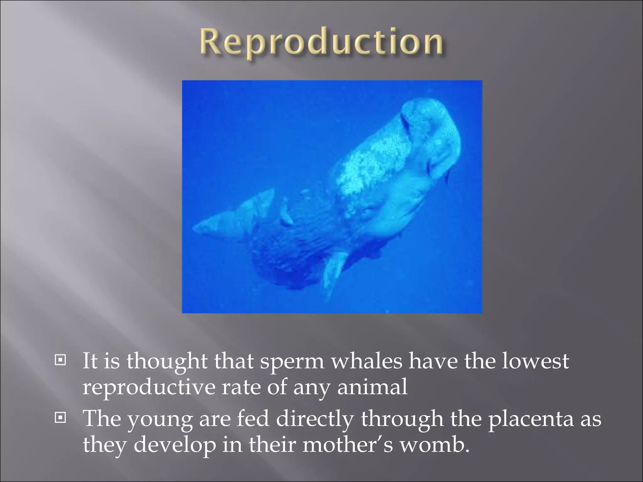 It is thought that sperm whales have the lowest reproductive rate of any animal The young are fed directly through the placenta as they develop in their mother’s womb. 