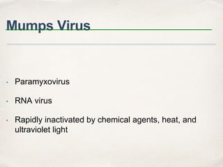 Mumps Virus 
• Paramyxovirus 
• RNA virus 
• Rapidly inactivated by chemical agents, heat, and 
ultraviolet light 
 