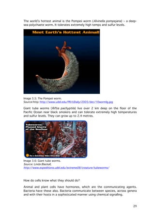 The world’s hottest animal is the Pompeii worm (Alvinella pompejana) – a deepsea polychaete worm. It tolerates extremely high temps and sulfur levels.

Image 3.5: The Pompeii worm.
Source:http:	
  http://www.udel.edu/PR/UDaily/2005/dec/10wormlg.jpg

Giant tube worms (Riftia pachyptila) live over 2 km deep on the floor of the
Pacific Ocean near black smokers and can tolerate extremely high temperatures
and sulfur levels. They can grow up to 2.4 metres.

Image 3.6: Giant tube worms.
Source: Linda Blackall,
http://www.expeditions.udel.edu/extreme08/creature/tubeworms/

How do cells know what they should do?
Animal and plant cells have hormones, which are the communicating agents.
Bacteria have these also. Bacteria communicate between species, across genera
and with their hosts in a sophisticated manner using chemical signalling.

	
  

29	
  

 
