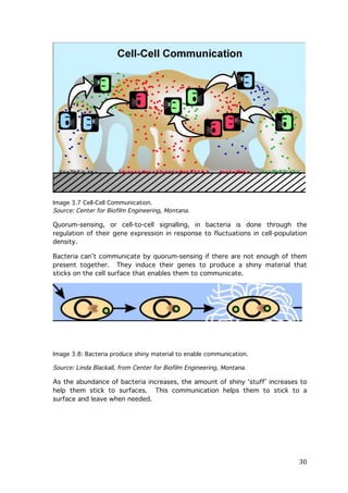 Image 3.7 Cell-Cell Communication.
Source: Center for Biofilm Engineering, Montana.

Quorum-sensing, or cell-to-cell signalling, in bacteria is done through the
regulation of their gene expression in response to fluctuations in cell-population
density.
Bacteria can’t communicate by quorum-sensing if there are not enough of them
present together. They induce their genes to produce a shiny material that
sticks on the cell surface that enables them to communicate.

	
  
Image 3.8: Bacteria produce shiny material to enable communication.

Source: Linda Blackall, from Center for Biofilm Engineering, Montana.

As the abundance of bacteria increases, the amount of shiny ‘stuff’ increases to
help them stick to surfaces. This communication helps them to stick to a
surface and leave when needed.

	
  

30	
  

 