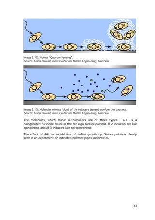 Image 3.12: Normal “Quorum Sensing”.
Source: Linda Blackall, from Center for Biofilm Engineering, Montana.

Image 3.13: Molecular mimics (blue) of the inducers (green) confuse the bacteria.
Source: Linda Blackall, from Center for Biofilm Engineering, Montana.

The molecules, which mimic autoinducers are of three types.
AHL is a
halogenated furanone found in the red alga Delisea pulchra. AI-2 inducers are like
epinephrine and AI-3 inducers like norepinephrine.
The effect of AHL as an inhibitor of biofilm growth by Delisea pulchrais clearly
seen in an experiment on extruded polymer pipes underwater.

	
  

33	
  

 