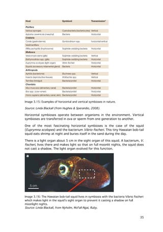 Image 3.15: Examples of horizontal and vertical symbioses in nature.

Source: Linda Blackall (from Hughes & Sperandio, 2008).

Horizontal symbioses operate between organisms in the environment. Vertical
symbioses are transferred in ova or sperm from one generation to another.
One of the most fascinating horizontal symbioses is the case of the squid
(Euprymna scolopes) and the bacterium Vibrio fischeri. This tiny Hawaiian bob-tail
squid eats shrimp at night and buries itself in the sand during the day.
There is a light organ about 5 cm in the sight organ of this squid. A bacterium, V.
fischeri, lives there and makes light so that on full moonlit nights, the squid does
not cast a shadow. The light organ evolved for this function.

Image 3.16: The Hawaiian bob-tail squid lives in symbiosis with the bacteria Vibrio fischeri
which makes light in the squid’s sight organ to prevent it casting a shadow on full
moonlight nights.
Source: Linda Blackall, from Nyholm, McFall-Ngai, Ruby.

	
  

35	
  

 