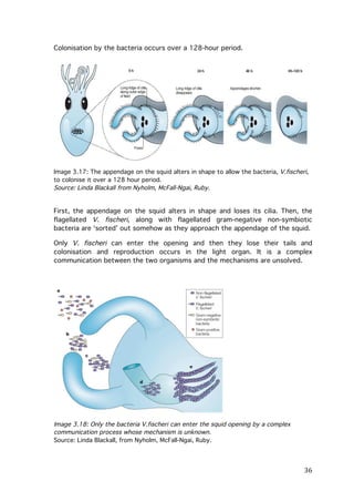 Colonisation by the bacteria occurs over a 128-hour period.

Image 3.17: The appendage on the squid alters in shape to allow the bacteria, V.fischeri,
to colonise it over a 128 hour period.
Source: Linda Blackall from Nyholm, McFall-Ngai, Ruby.

First, the appendage on the squid alters in shape and loses its cilia. Then, the
flagellated V. fischeri, along with flagellated gram-negative non-symbiotic
bacteria are ‘sorted’ out somehow as they approach the appendage of the squid.
Only V. fischeri can enter the opening and then they lose their tails and
colonisation and reproduction occurs in the light organ. It is a complex
communication between the two organisms and the mechanisms are unsolved.

Image 3.18: Only the bacteria V.fischeri can enter the squid opening by a complex
communication process whose mechanism is unknown.
Source: Linda Blackall, from Nyholm, McFall-Ngai, Ruby.

	
  

36	
  

 