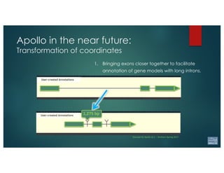 1. Bringing exons closer together to facilitate
annotation of gene models with long introns.
1,275	bp	
Concept for Apollo v2.1 – Northern Spring 2017
Apollo in the near future:
Transformation of coordinates
 