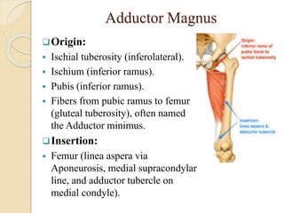 Mmt f0r hip | PPTX