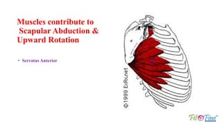 Muscles contribute to
Scapular Abduction &
Upward Rotation
• Serratus Anterior
 