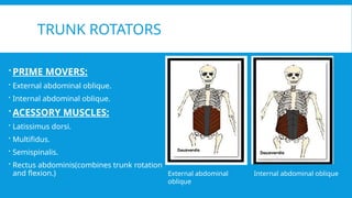 MANUAL MUSCLE TESTING OF CORE MUSCLES (abdominals) | PPTX