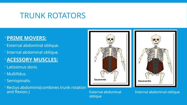 MANUAL MUSCLE TESTING OF CORE MUSCLES (abdominals) | PPTX | Death ...