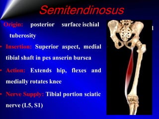 MMT of Knee.pdf