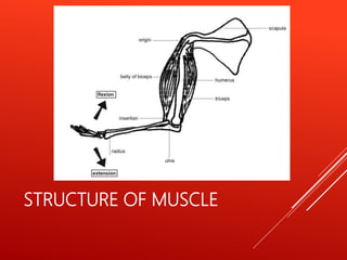STRUCTURE OF MUSCLE
 