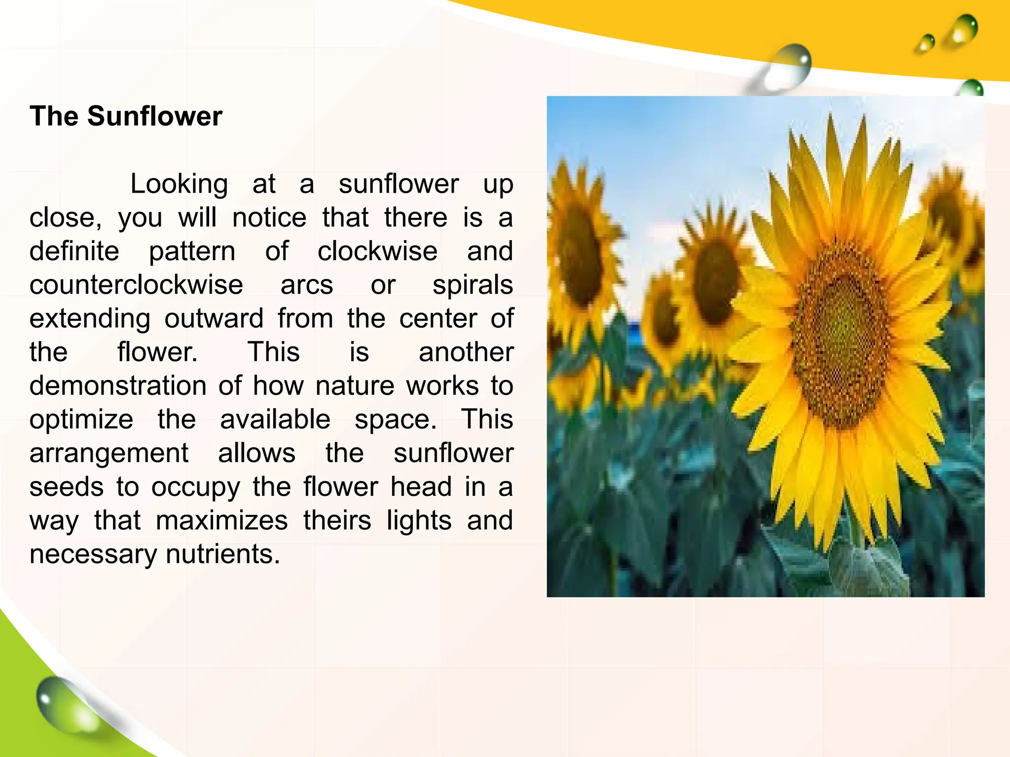 The Sunflower
Looking at a sunflower up
close, you will notice that there is a
definite pattern of clockwise and
counterclockwise arcs or spirals
extending outward from the center of
the flower. This is another
demonstration of how nature works to
optimize the available space. This
arrangement allows the sunflower
seeds to occupy the flower head in a
way that maximizes theirs lights and
necessary nutrients.
 
