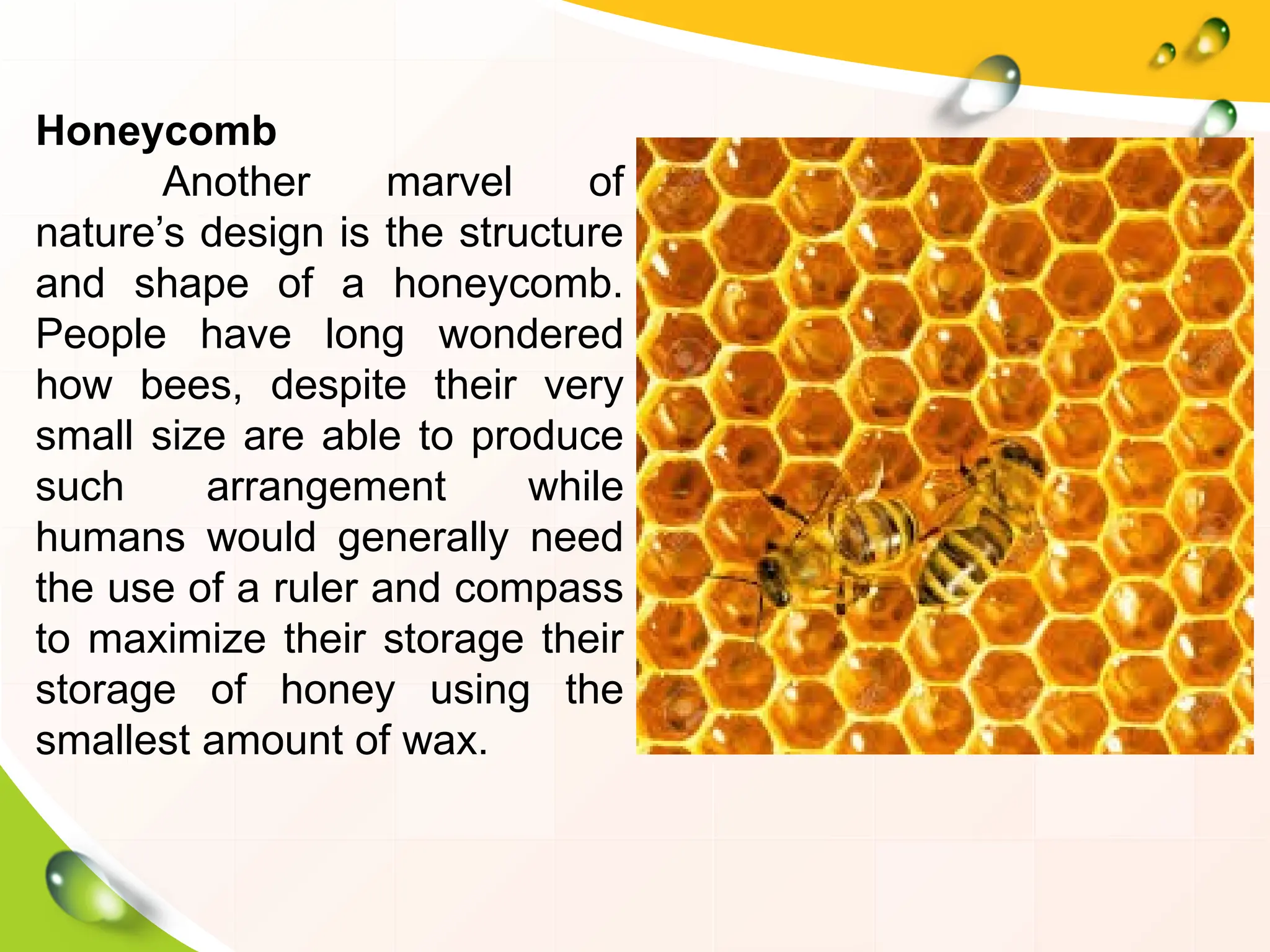 Honeycomb
Another marvel of
nature’s design is the structure
and shape of a honeycomb.
People have long wondered
how bees, despite their very
small size are able to produce
such arrangement while
humans would generally need
the use of a ruler and compass
to maximize their storage their
storage of honey using the
smallest amount of wax.
 