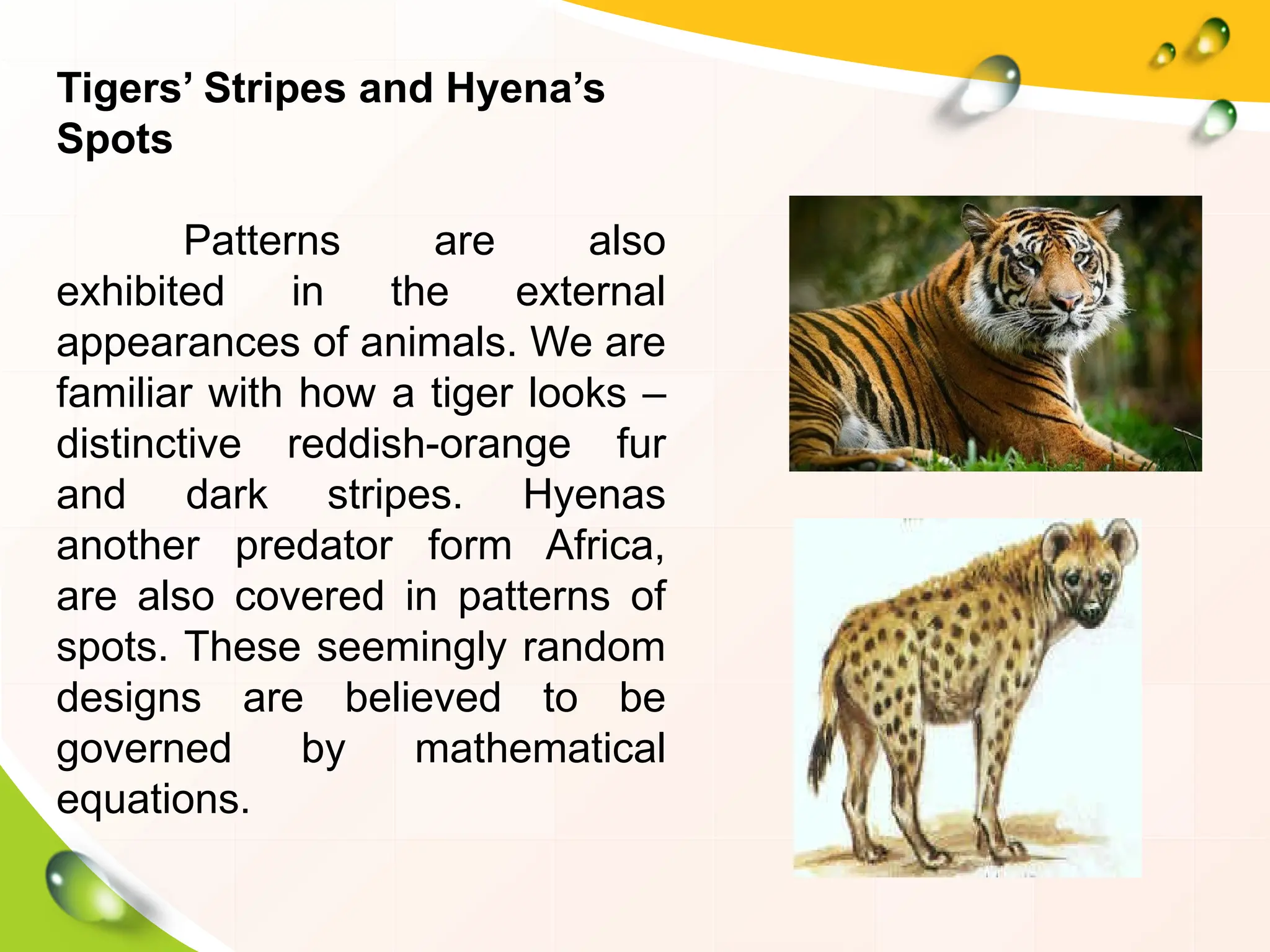 Tigers’ Stripes and Hyena’s
Spots
Patterns are also
exhibited in the external
appearances of animals. We are
familiar with how a tiger looks –
distinctive reddish-orange fur
and dark stripes. Hyenas
another predator form Africa,
are also covered in patterns of
spots. These seemingly random
designs are believed to be
governed by mathematical
equations.
 