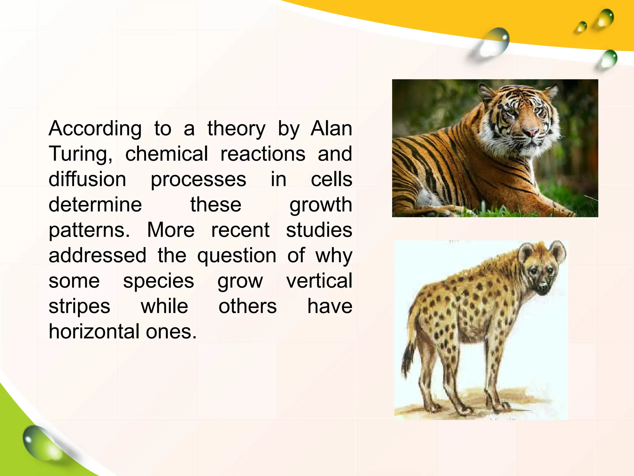 According to a theory by Alan
Turing, chemical reactions and
diffusion processes in cells
determine these growth
patterns. More recent studies
addressed the question of why
some species grow vertical
stripes while others have
horizontal ones.
 