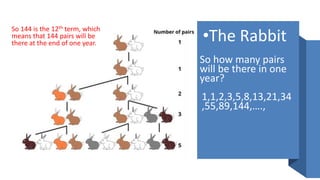 •The Rabbit
So how many pairs
will be there in one
year?
1,1,2,3,5,8,13,21,34
,55,89,144,….,
So 144 is the 12th term, which
means that 144 pairs will be
there at the end of one year.
 