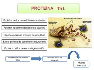 Proteína de los micro túbulos cerebrales


Facilitan la polimerización de la tubulina


Hiperfosforilación produce desequilibrio

Existe pérdida de conexiones neuronales

 Produce ovillos de neurodegeneración


    Hiperfosforilación de                    Disminución de
            TAU                                 sinapsis
                                                               Muerte
                                                              Neuronal
 