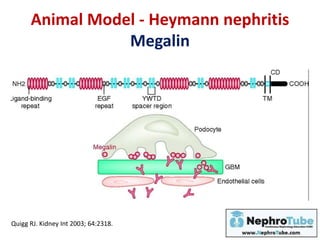 Animal Model - Heymann nephritis
Megalin
Quigg RJ. Kidney Int 2003; 64:2318.
 