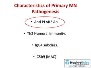 Characteristics of Primary MN
Pathogenesis
• Anti PLAR2 Ab.
• Th2 Humoral immunity.
• IgG4 subclass.
• C5b9 (MAC)
 