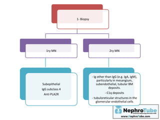 1- Biopsy
1ry MN
Subepithelial
IgG subclass 4
Anti PLA2R
2ry MN
- Ig other than IgG (e.g. IgA, IgM),
particularly in mesangium,
subendothelial, tubular BM
deposits.
- C1q deposits
- tubuloreticular structures in the
glomerular endothelial cells
 
